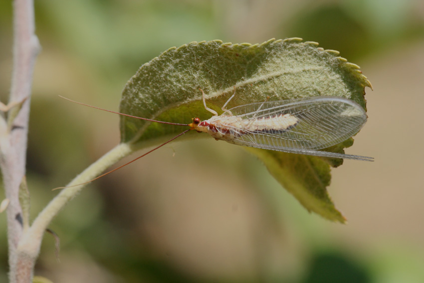 Dichochrysa prasina e altre Chrysopidae